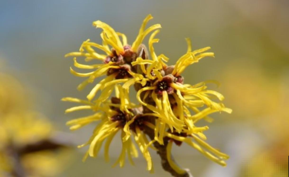 金缕梅不是梅，造型别致，美容护肤用处大！