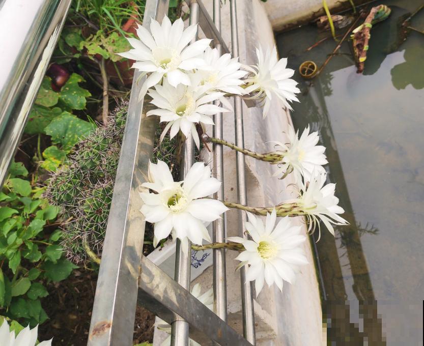 仙人球不开花？催花方法很多，做好这4点即可！