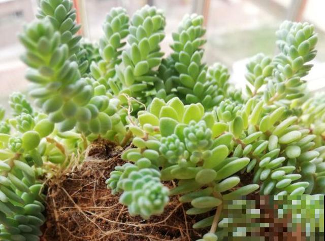 这种多肉就欠晒,越晒越上色,五彩斑斓美爆了! 这种多肉就欠晒,越晒越上色,五彩斑斓美爆了!