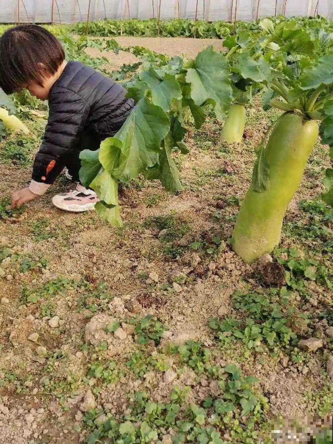 人参萝卜开花了，我种的花，都是这么奇奇怪怪！