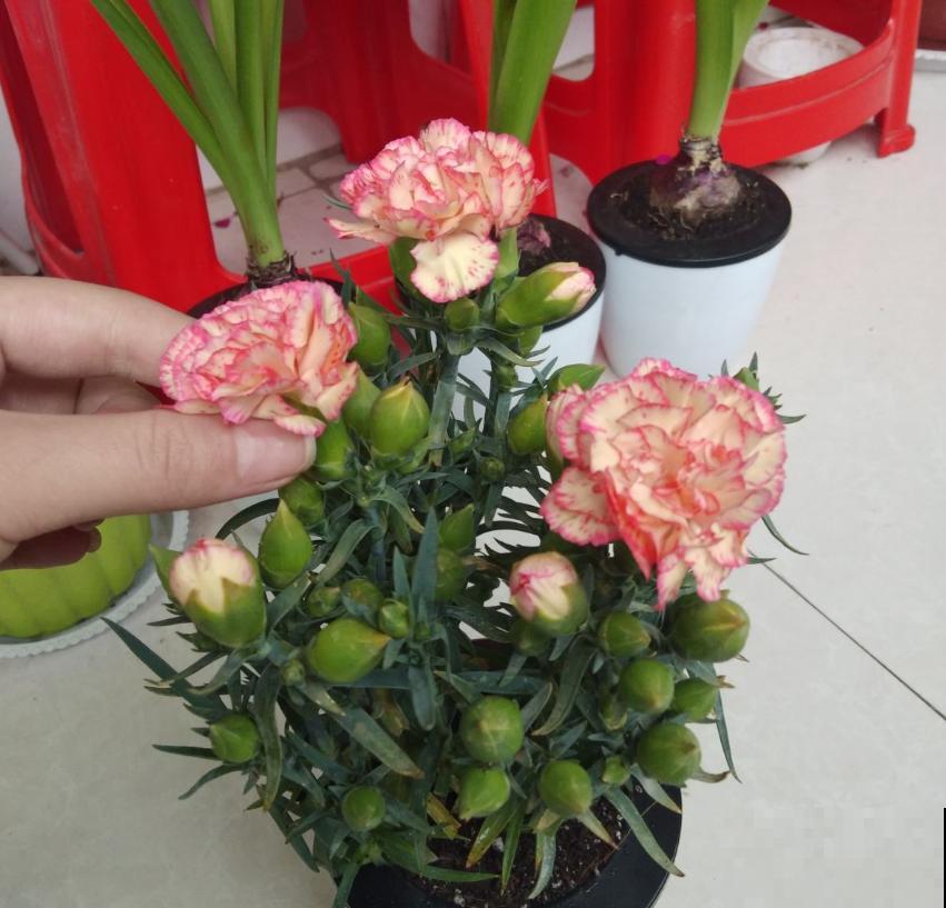 养康乃馨很省心,施点肥料蹭蹭长,坐等开花! 养康乃馨很省心,施点肥料蹭蹭长,坐等开花!