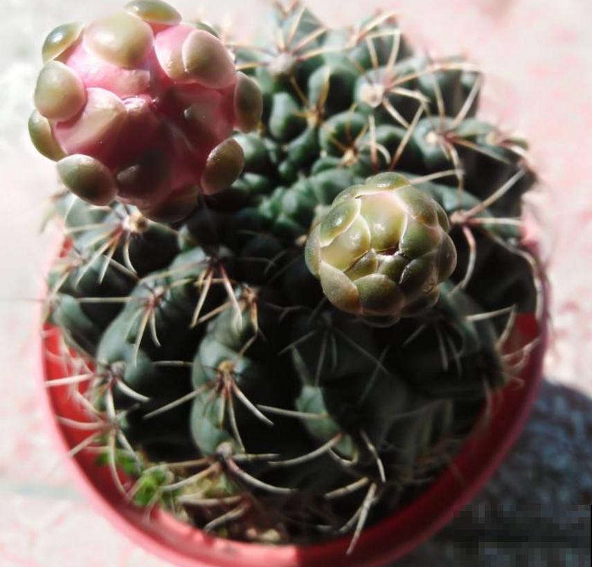 仙人球不开花？催花方法很多，做好这4点即可！