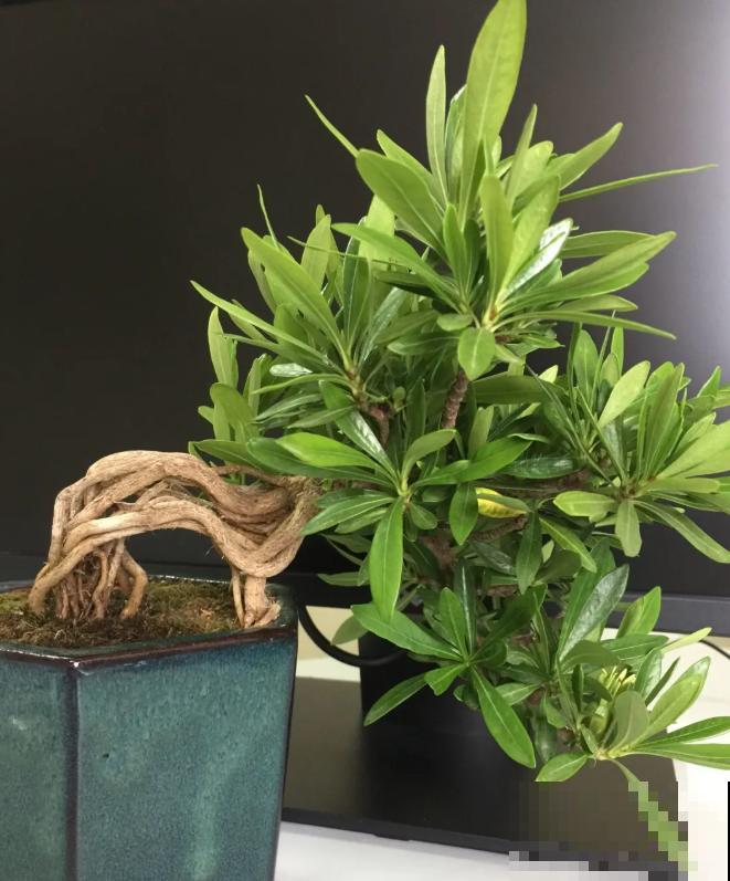 这种花就欠“拽”，没事拽拽根，变成老桩美到爆！