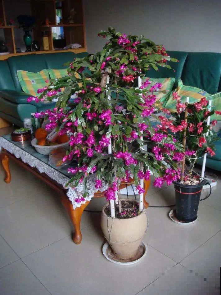 小盆养花好，大盆养花死，真准！