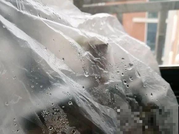 离家半个月，回来花全死了，别扔，还有救！