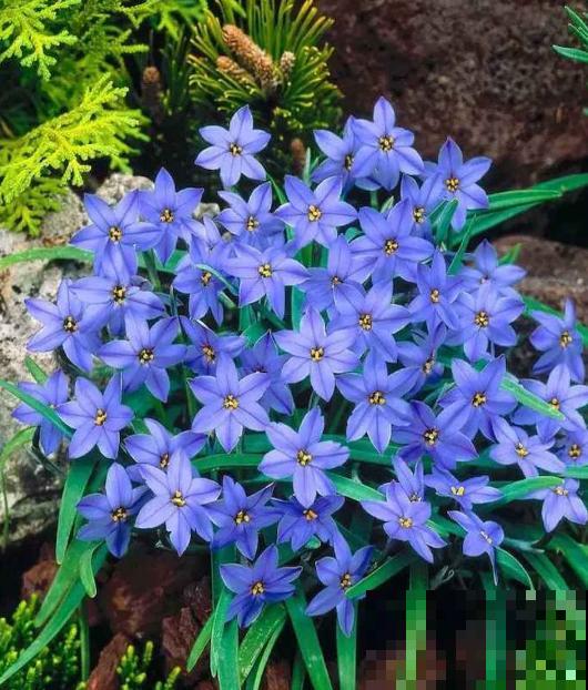 这种花是韭菜味,花朵比星星美,种一盆爱一盆! 这种花是韭菜味,花朵比星星美,种一盆爱一盆!