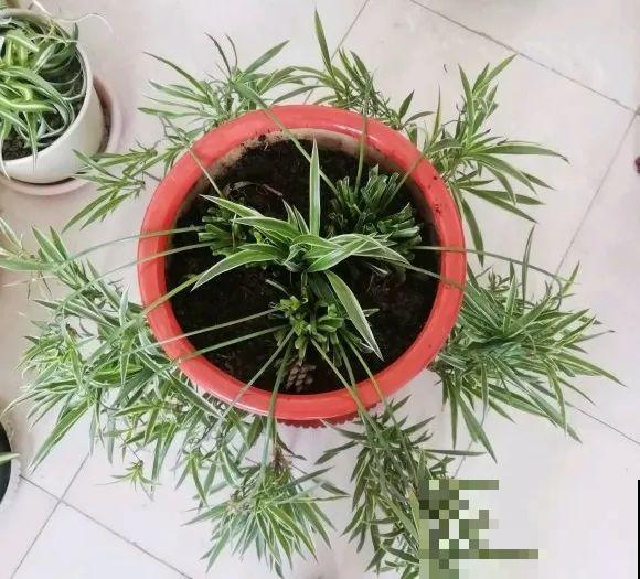 特欠剪的花,越剪越好看,花开不断! 特欠剪的花,越剪越好看,花开不断!