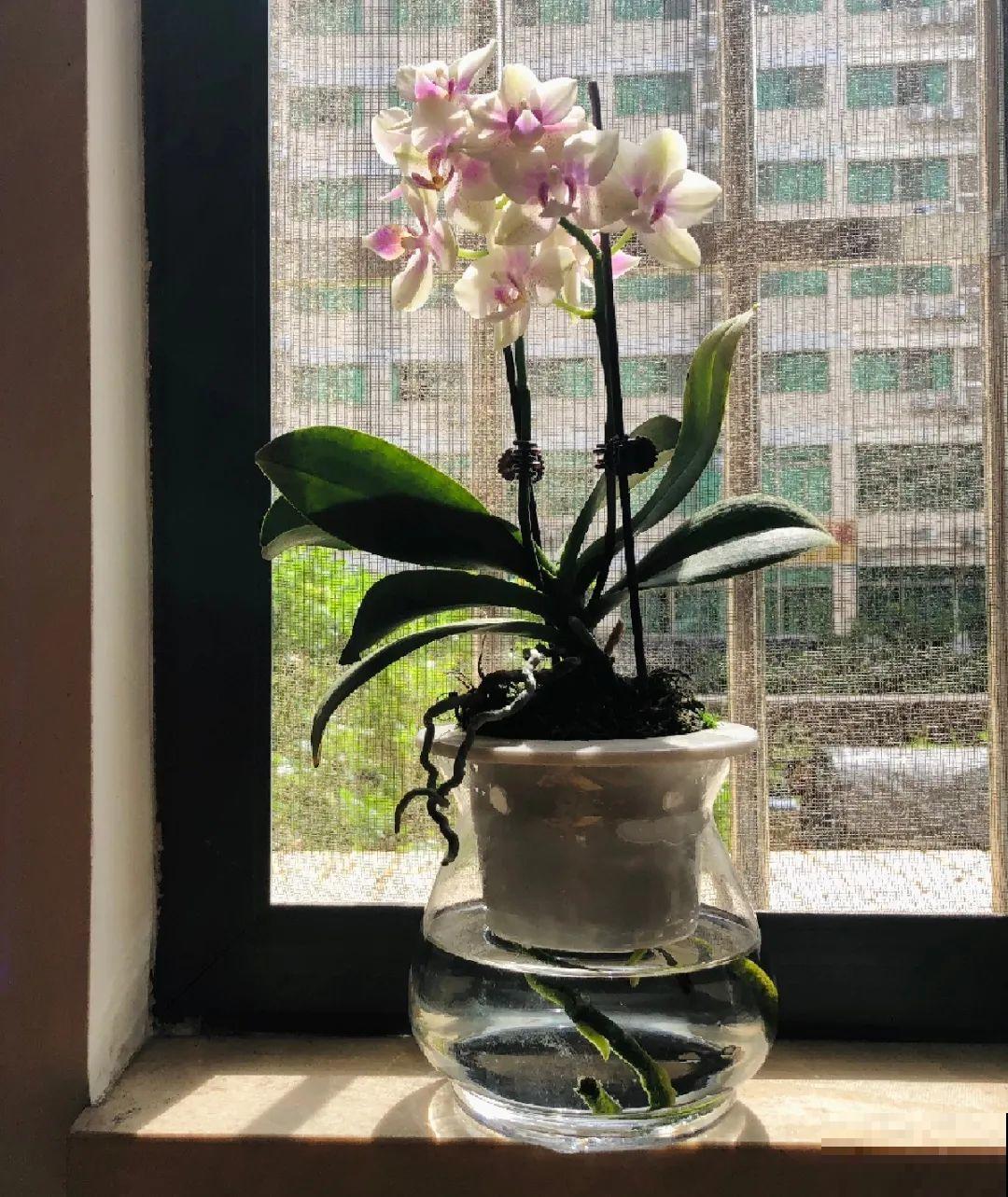 6种花水培更好,方便还干净,开花一串串 6种花水培更好,方便还干净,开花一串串