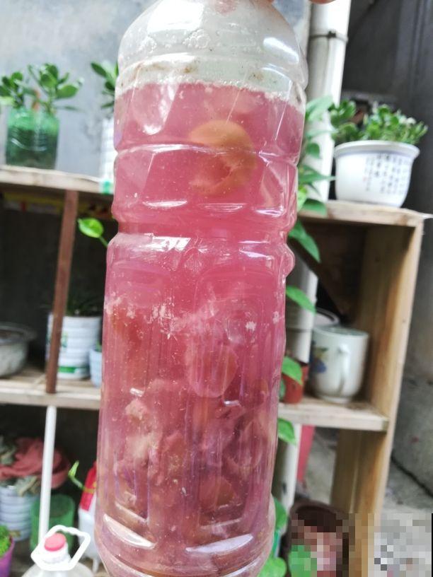 吃剩的果皮不要丢,水里浸泡一天一夜,用来浇花效果超好 吃剩的果皮不要丢,水里浸泡一天一夜,用来浇花效果超好