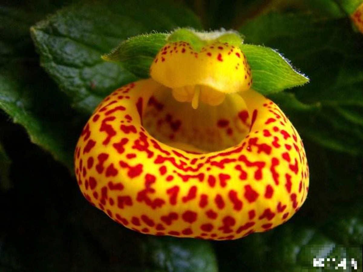 家里养盆蒲包花，开出漂亮“小荷包”，颜色鲜艳可爱