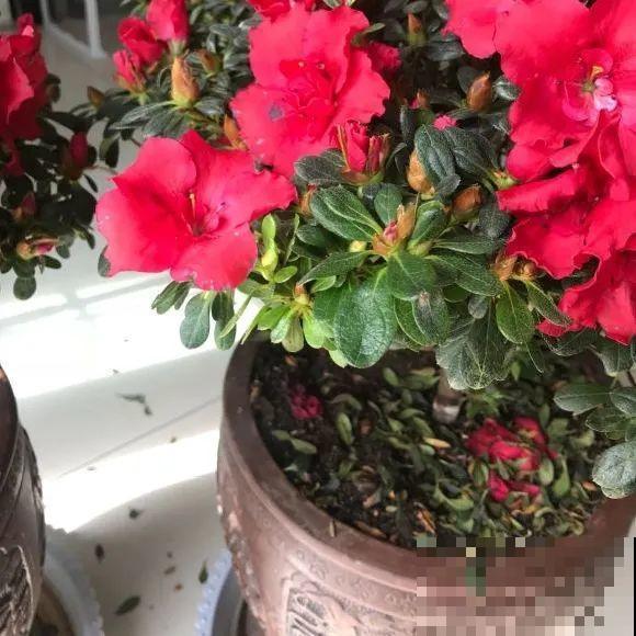 掉叶子第一名,10种花养成光杆,竟然还活着! 掉叶子第一名,10种花养成光杆,竟然还活着!