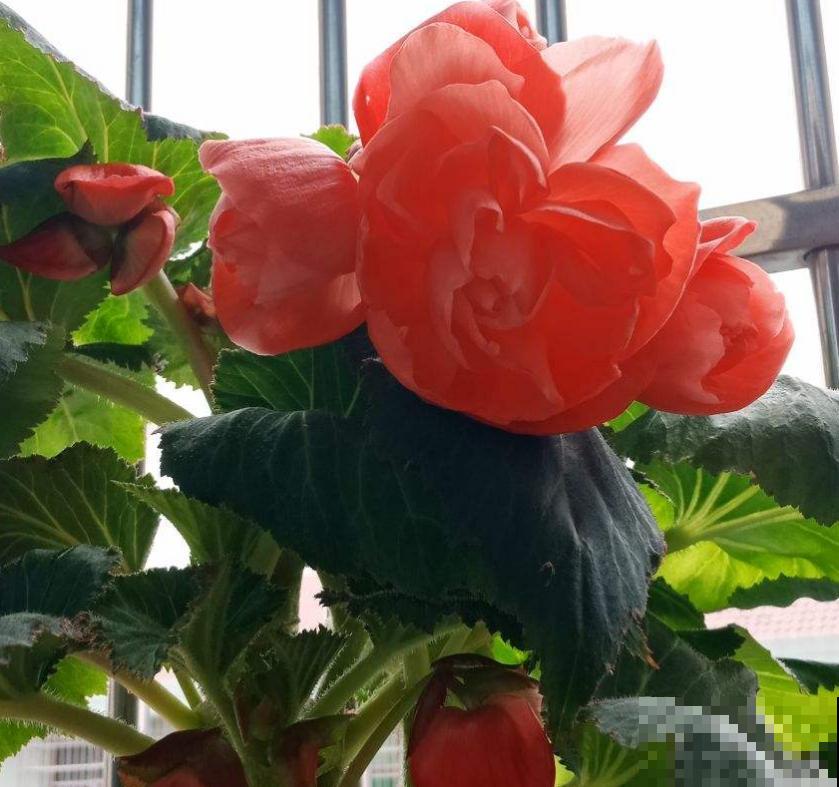 喜欢大花朵,就养球根海棠,海棠里面称“霸王”! 喜欢大花朵,就养球根海棠,海棠里面称“霸王”!