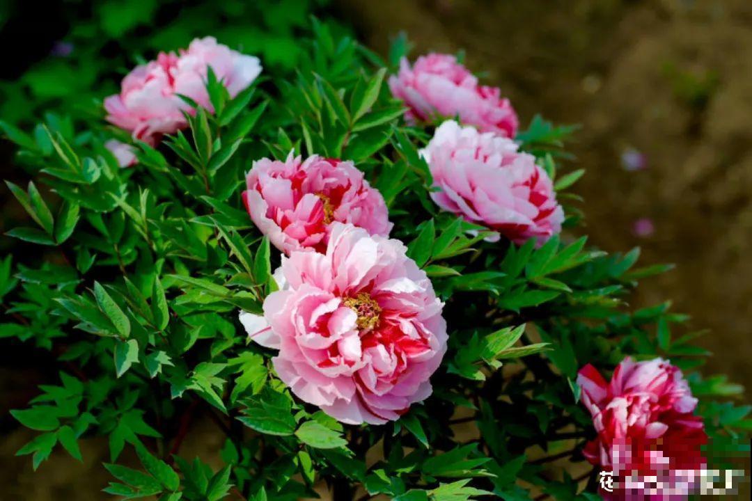 现在开始埋冬肥了,月季补一补,明年满枝爆花! 现在开始埋冬肥了,月季补一补,明年满枝爆花!