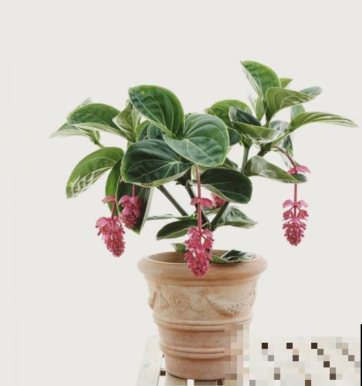 花中贵妇宝莲灯,娇气不好养,但是气质特高雅 花中贵妇宝莲灯,娇气不好养,但是气质特高雅