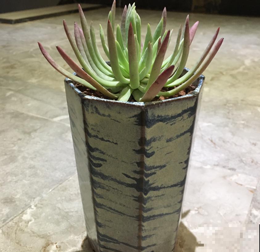 仙女杯养不好？生根太慢，催一催就好！