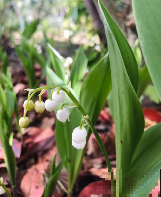 冬天家里种铃兰,抑菌效果好,感冒不怕“串窝子”! 冬天家里种铃兰,抑菌效果好,感冒不怕“串窝子”!