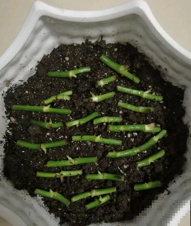 绣球生病，直接撸光叶、剪光头，反而长得旺！