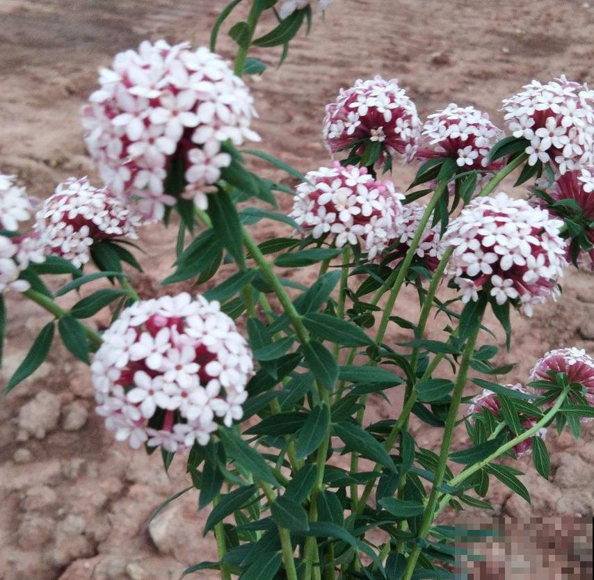 令人闻风丧胆的狼毒花，一身毒性，常用来做杀虫剂！