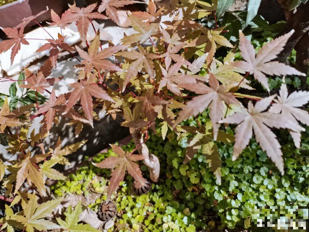 大雪天照样开花，耐寒性超好，冬天也能赏花