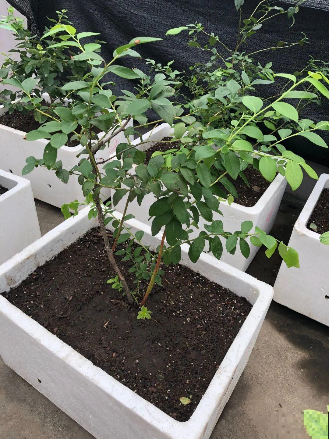 路过垃圾桶，捡走两个泡沫箱，回家扦插出了一大片花