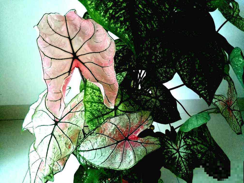 4种花，叶子比油画还要美，放在家里像艺术品