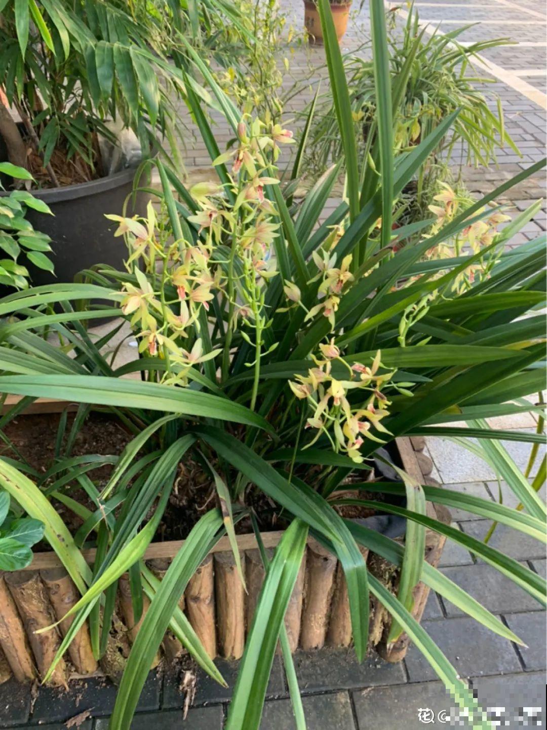 秋天开始降温了,9种花放外面冻一冻,开出饱满大花球 秋天开始降温了,9种花放外面冻一冻,开出饱满大花球