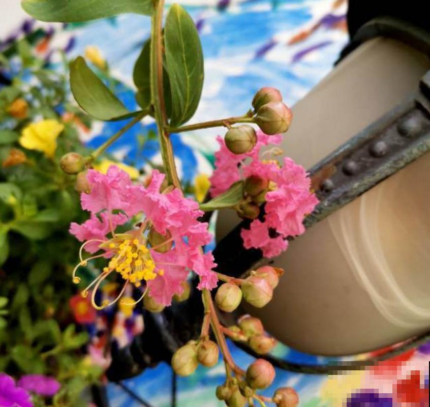 紫薇花开得小，别急，原因很多，进来查一查！