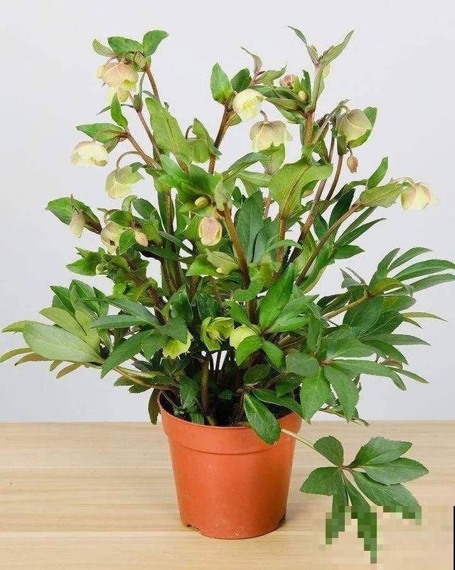 冬天就养耐阴花，没光也能开爆盆，扔角落自己疯长！