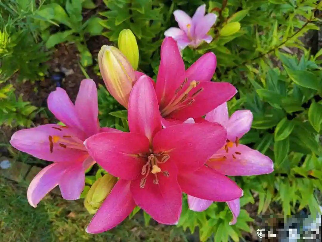 再穷也要养长寿花，寓意好、开花美，养人又养家！