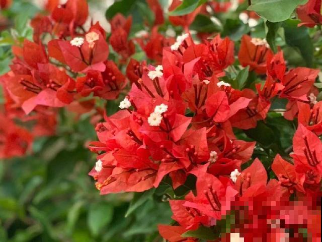 十月养这花,撸叶子、少浇水,10天冒出大花苞! 十月养这花,撸叶子、少浇水,10天冒出大花苞!