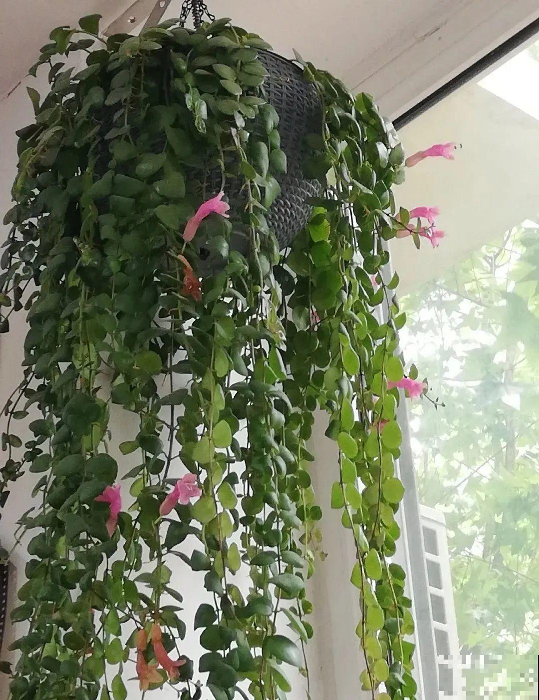 家里养棵球兰，开花漂亮，香味浓郁