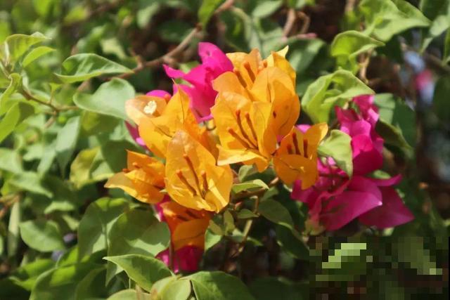 十月养这花,撸叶子、少浇水,10天冒出大花苞! 十月养这花,撸叶子、少浇水,10天冒出大花苞!