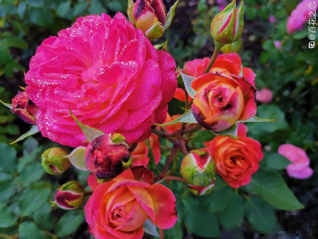 现在开始埋冬肥了，月季补一补，明年满枝爆花！