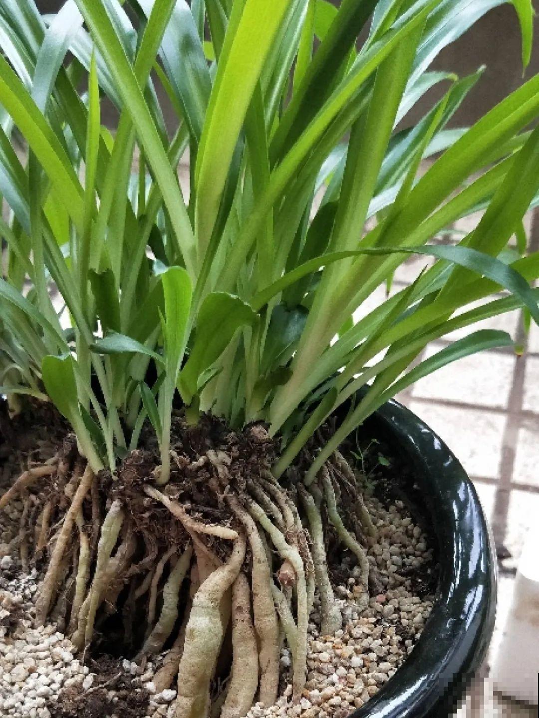 不同花卉耐寒程度不同,要根据品种来养护 不同花卉耐寒程度不同,要根据品种来养护