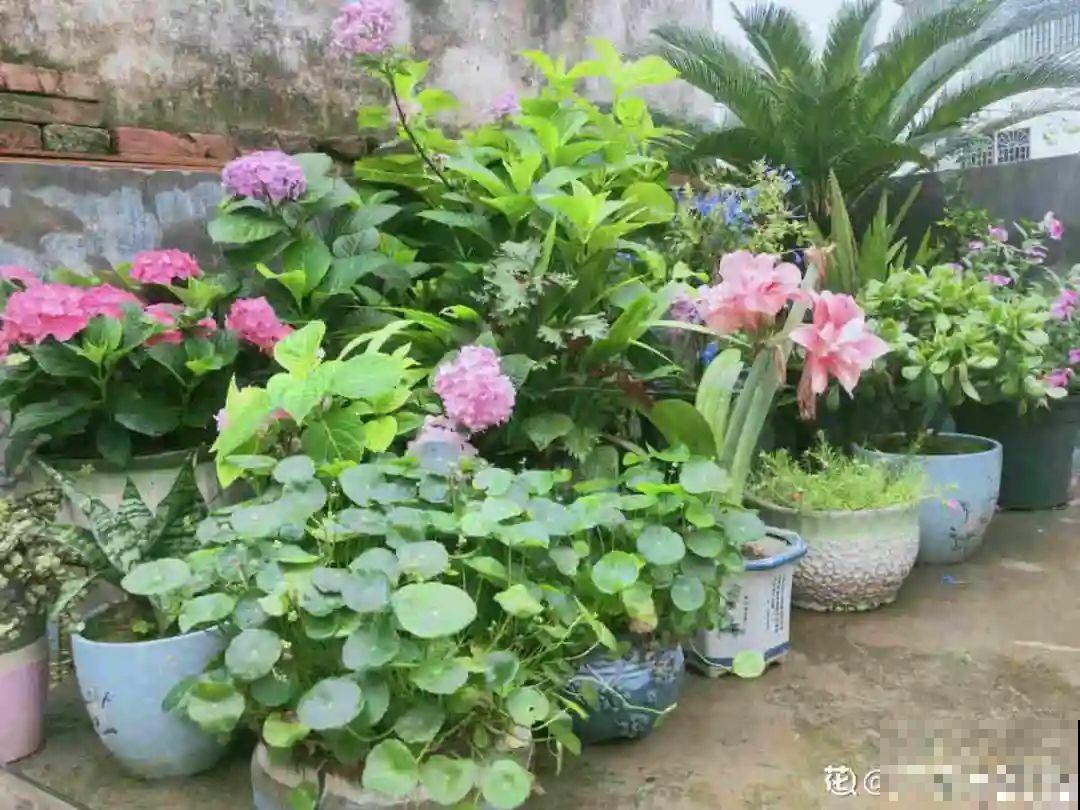 市里区一楼做个小花园,的确很美,一定要注意照顾邻居感受 市里区一楼做个小花园,的确很美,一定要注意照顾邻居感受