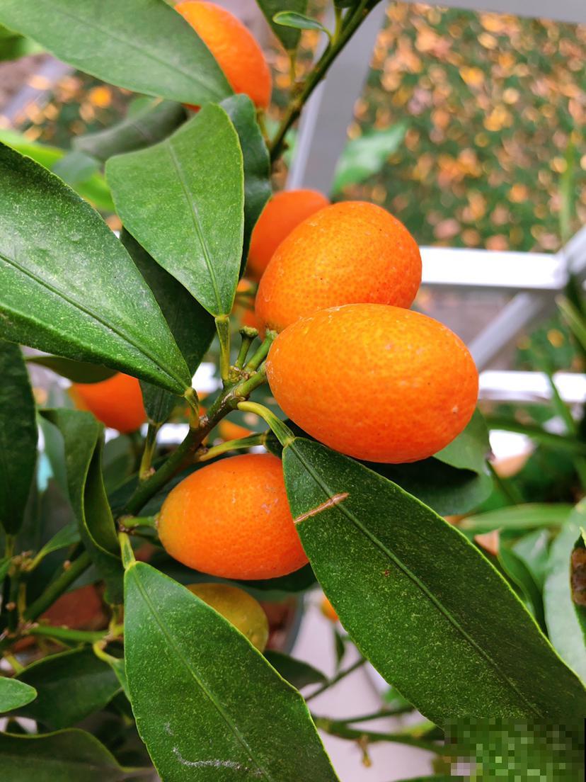 家里养盆金桔,枝头挂满“黄金果”,寓意还好 家里养盆金桔,枝头挂满“黄金果”,寓意还好