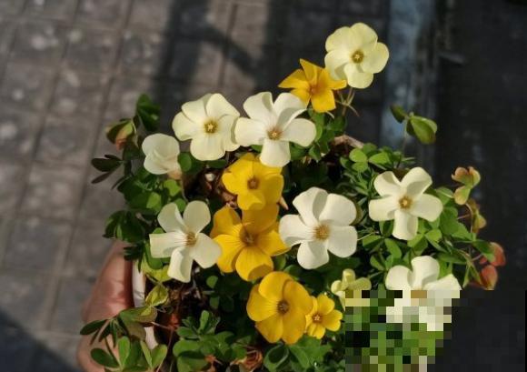 3种植物即将开花，花量大还特美丽，不入手很可惜！