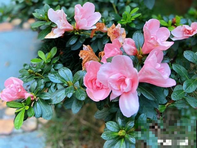 秋天特难养的花，养不活难受，还惹一肚子气！