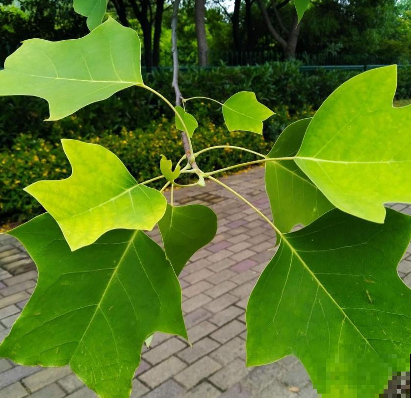 鹅掌楸很珍贵，制家具、入药、观赏样样行，家里建议养一棵！