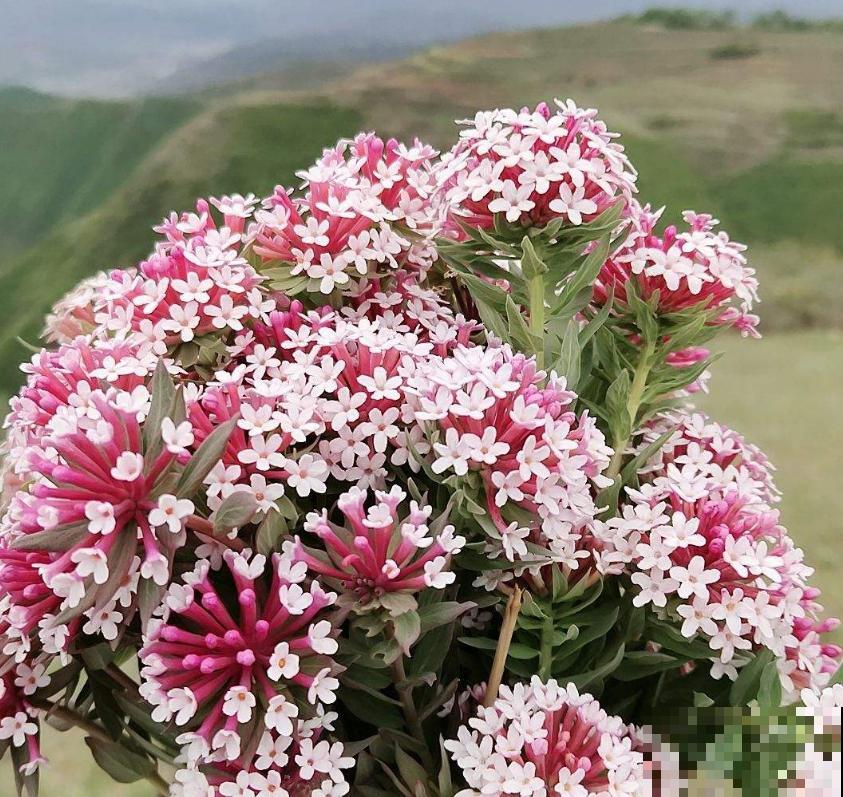 令人闻风丧胆的狼毒花，一身毒性，常用来做杀虫剂！