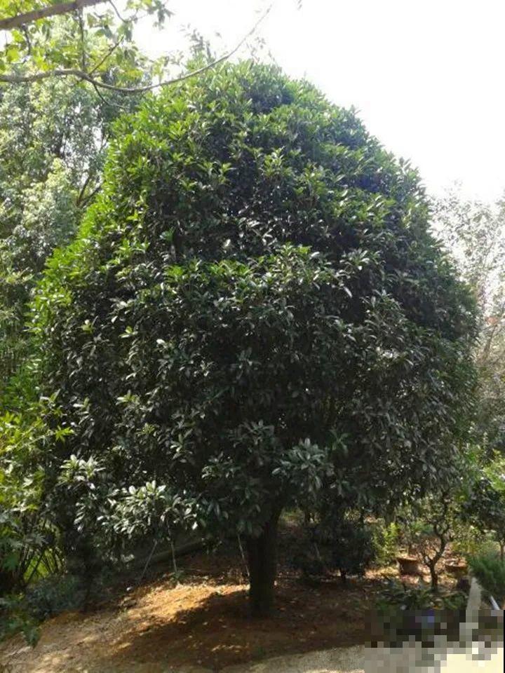 50年的桂花树,卖了5万块钱,大家觉得值吗? 50年的桂花树,卖了5万块钱,大家觉得值吗?