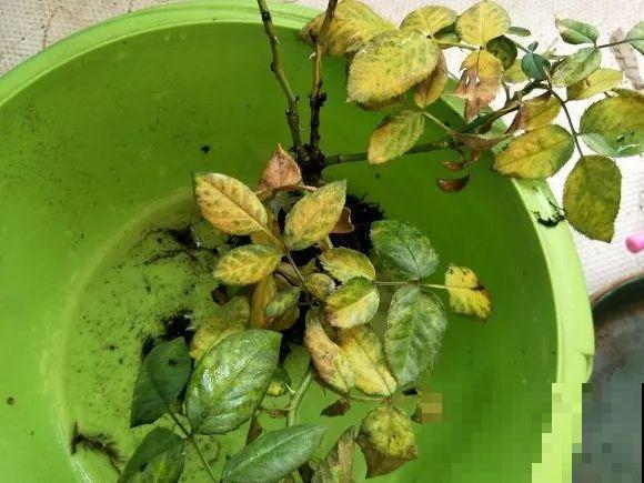 养花不能随意,一不小心就死翘翘,心太累! 养花不能随意,一不小心就死翘翘,心太累!