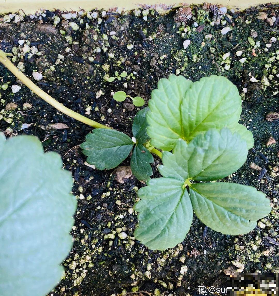 卫生纸催芽法，3天就出芽，根把纸都扎破了！