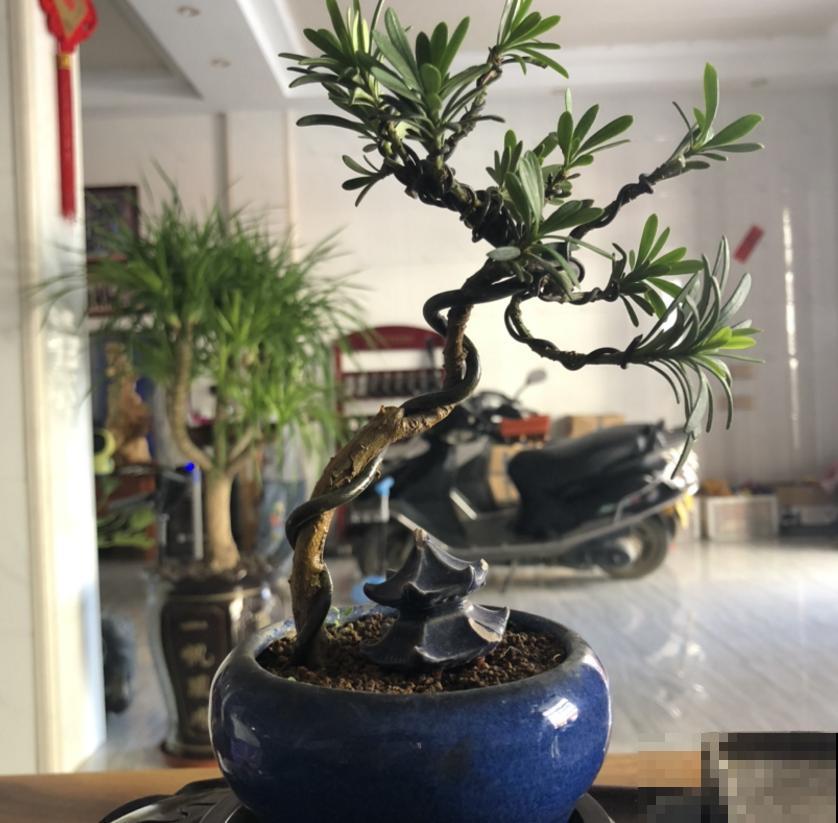 罗汉松盆景有气势，剪根枝条就能养，省钱省到家！
