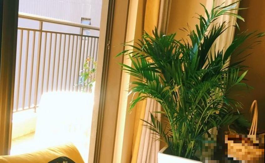 这2种大型绿植,秋天入手,整年无忧,好看! 这2种大型绿植,秋天入手,整年无忧,好看!