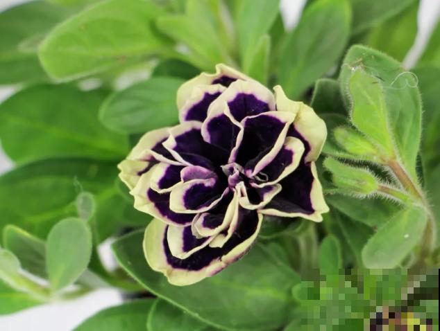 家里养盆矮牵牛，狠心掐一掐，开花更易爆盆