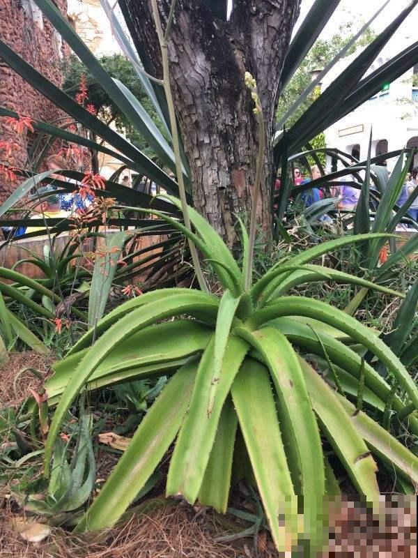 吃完的菠萝别扔，栽到土里还能活，养上几年能结果！