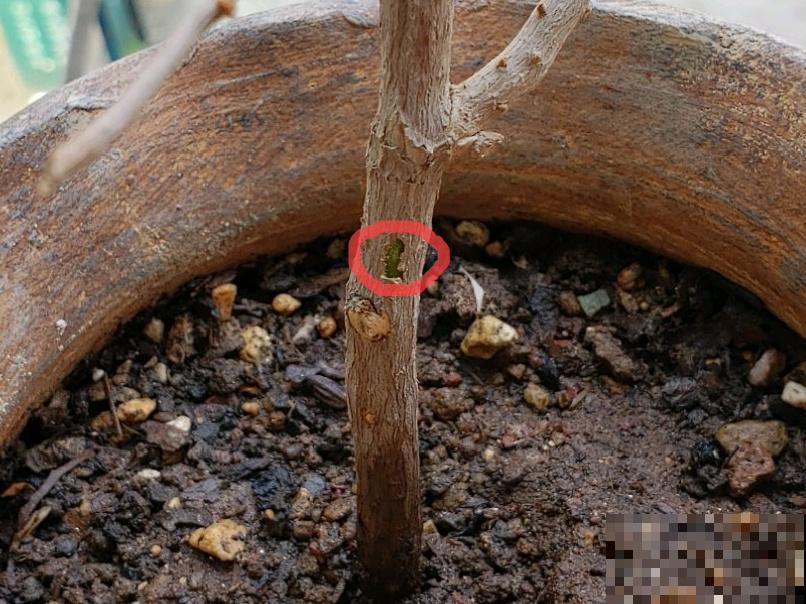 离家半个月，回来花全死了，别扔，还有救！