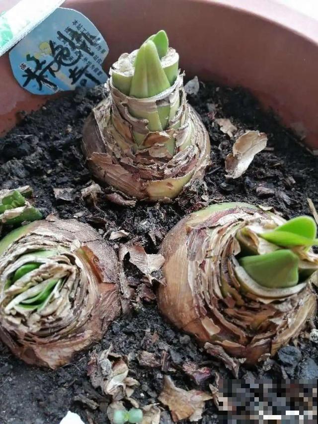 朱顶红放家里总是养不好，丢路边反而疯长一大片，扎心！