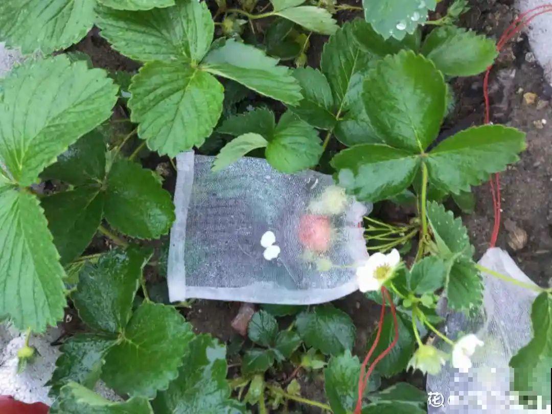 冬天养盆草莓，一盆能结不少果子，全家都够吃